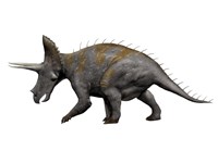Triceratops Dinosaur 1 Framed Print