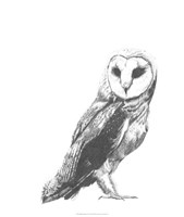Wildlife Snapshot: Owl Fine Art Print
