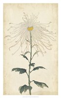 Elegant Chrysanthemums V Fine Art Print