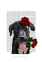 Black Labrador with Roses Framed Print