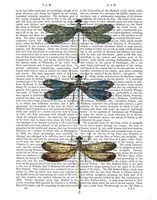 Dragonflies Print 1 Framed Print