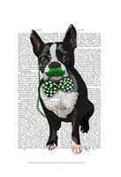 Boston Terrier With Green Moustache And Spotty Green Bow Tie Framed Print