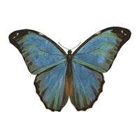 Butterfly Botanical III Framed Print