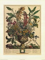 January/Twelve Months of Flowers, 1732 Fine Art Print