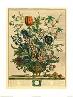 February/Twelve Months of Flowers, 1730 Fine Art Print