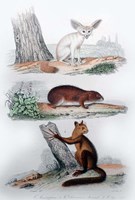 Three Mammals II Framed Print