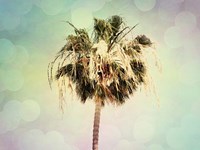 Palm Trees III Framed Print