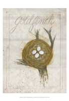 Nest - Goldfinch Fine Art Print