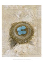 Nest - Robin Fine Art Print
