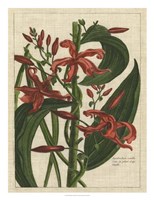 Botanical Study on Linen III Framed Print