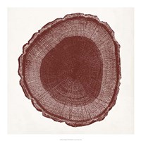 Tree Ring I Framed Print