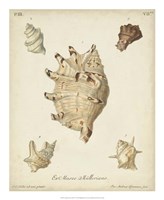 Antique Knorr Shells IV Fine Art Print