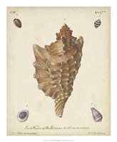 Antique Knorr Shells VI Fine Art Print