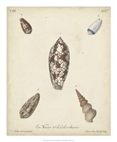 Antique Knorr Shells VII Fine Art Print