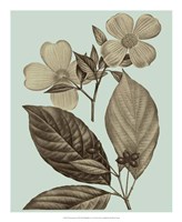 Flowering Trees III Framed Print