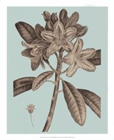 Flowering Trees IV Framed Print