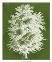 Modern Arbor I Framed Print