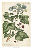 Chambray Botanical I Framed Print
