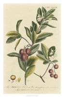 Miller Foliage & Fruit I Framed Print