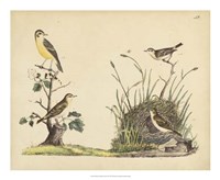 Wrens, Warblers & Nests II Fine Art Print