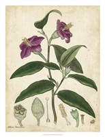 Antique Hibiscus Fine Art Print