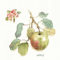 Orchard Bloom I Framed Print