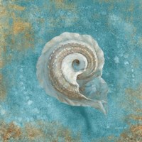 Treasures from the Sea III Aqua Framed Print