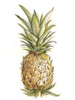 Pineapple Sketch II Framed Print