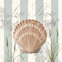 Seashells by the Seashore II Framed Print