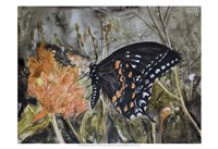 Butterfly in Nature IV Fine Art Print