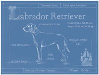 Blueprint Labrador Retriever Framed Print