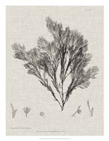 Charcoal & Linen Seaweed V Fine Art Print