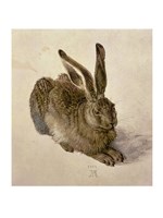 Young Hare, c.1502 Framed Print