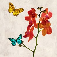 Orchids & Butterflies II Framed Print