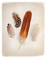 Feather Group I Framed Print