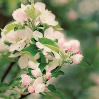 Apple Blossoms II Framed Print