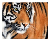 Tiger Crop Fine Art Print