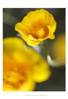 California Poppy I Framed Print