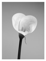 Calla No. 2 Fine Art Print