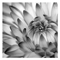 Fibonacci 2 Fine Art Print