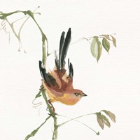 Mountain Bush Warbler Framed Print