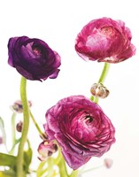 Spring Ranunculus V Framed Print