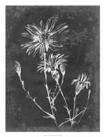 Slate Floral III Framed Print