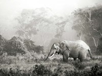 African Elephant, Ngorongoro Crater, Tanzania Fine Art Print