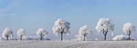 Alley Tree With Frost, Bavaria, Germany Fine Art Print