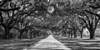 Tree Lined Plantation Entrance,  South Carolina Framed Print