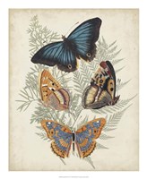 Butterflies & Ferns V Framed Print