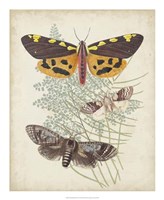 Butterflies & Ferns VI Framed Print