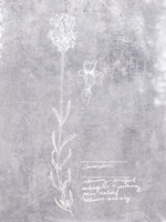 Essential Botanicals II Framed Print