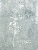 Essential Botanicals III Framed Print